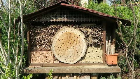 Wild bees on insect hotel in springt time. male Osmia bicornis 動画素材 74464256