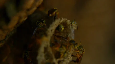 Wild bees (Macro) Stock Footage 33698977