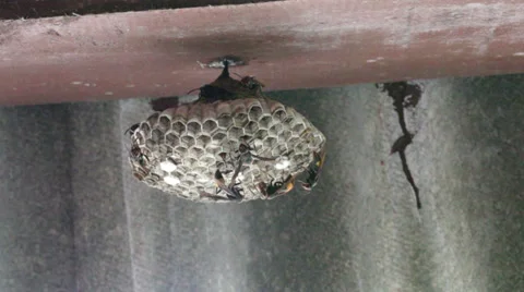 Wild bees in the nest Stock Footage 39018627