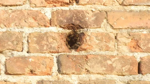 Wild bees nest in old brick wall. beehive. Stock Footage 148571099