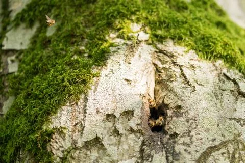 Wild Bees nesting in a hollow tree I Stock Photos