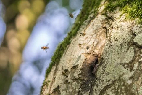 Wild Bees nesting in a hollow tree II Stock Photos