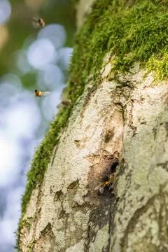 Wild Bees nesting in a hollow tree III Stock Photos