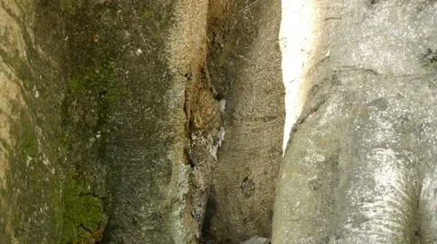 Wild bees (open) Stock Footage 33698872