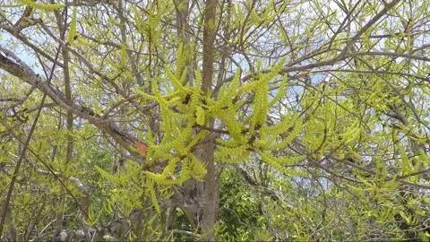 Wild bees or wasps on the blooming tree in the forest, Karimunjawa, Indonesia Stock Footage 167960291