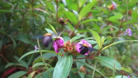 Wild bees pollinate flower Stock Footage 158607619