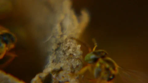 Wild bees (super macro) Video stock 33699095