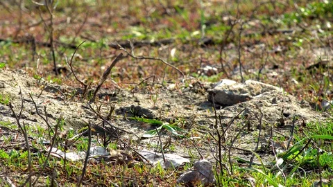 Wild bees swarm Stock Footage 88559868