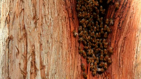 Wild bees in a tree Stockbeeldmateriaal 541338