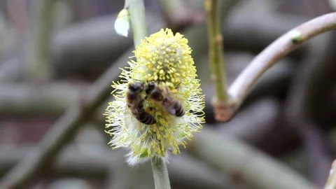Wild bees on willow flowers Stock Footage 194895443