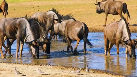 Wild  beest drinking  water Stock Footage 323142474