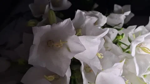 Wild bellflowers Stock Footage 341676671