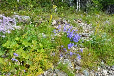 Wild bells. Stock Photos