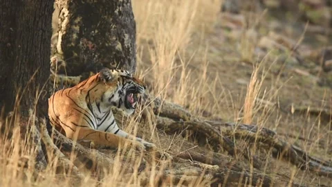 Wild bengal female tiger or tigress continuously growling and roaring to mate Stock Footage