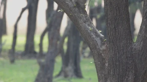 Wild Bengal tiger in Ranthambore Stockbeeldmateriaal 99891659