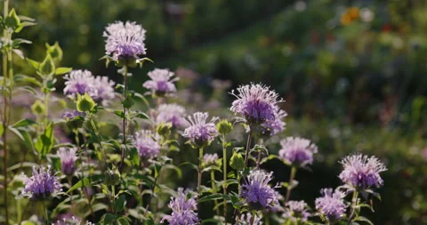 Wild bergamot flowers Stock Footage 246980554