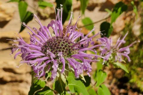 Wild Bergamot. 库存照片