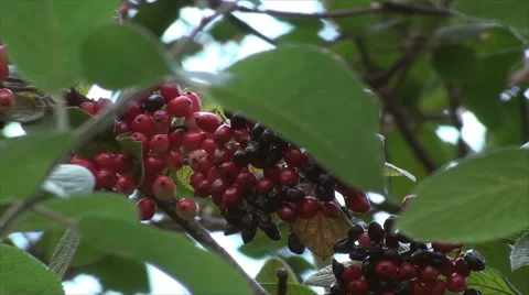 Wild Berries On A Branch Blown By The Wind, Botanical Garden, Summer, Zoom Out Stock Footage 41745711