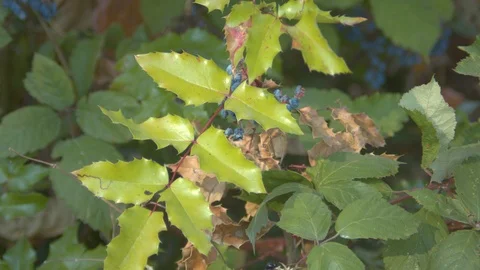 Wild Berries on a Branch Stock Footage 90067942