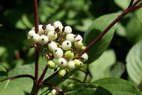 Wild Berries Closeup Foto stock