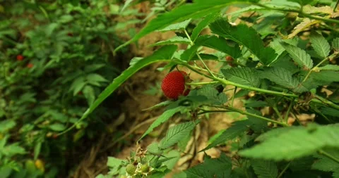 Wild berries Stock Footage 159348963
