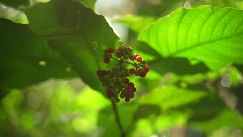 Wild Berries Video stock 312819994