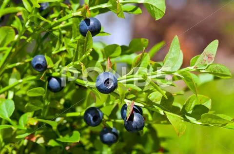 Wild berries on a green vegetative background in wood Stock Photos