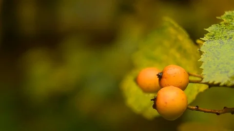 Wild berries hanging on a tree Stock Footage 94406802