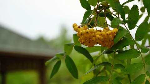 Wild berries hanging on a tree from Sorbus aucuparia, commonly called rowan a Stock Photos
