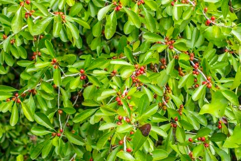 Wild berries Stock Photos