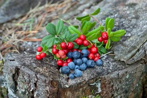 Wild berries Stock Photos