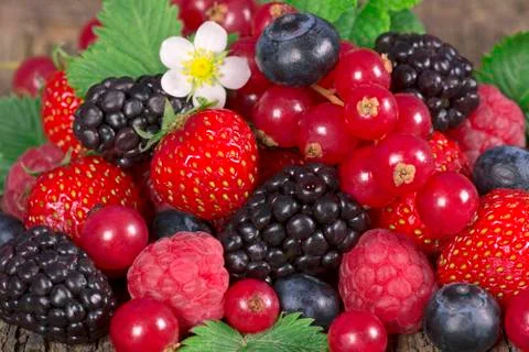 Wild berries Stock Photos