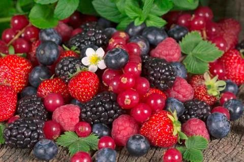 Wild berries Stock Photos