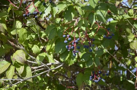 Wild berries Stock Photos