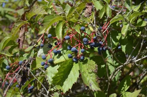 Wild berries Stock Photos