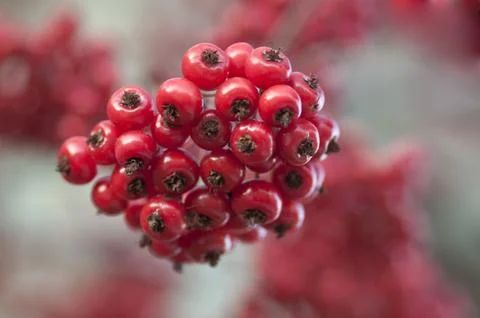 Wild berries Stock Photos