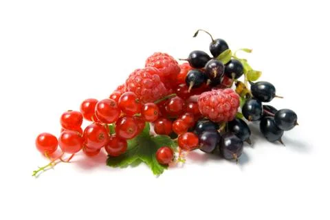 Wild berries. Stock Photos