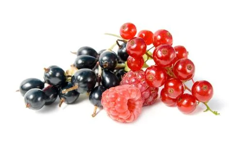 Wild berries. Stock Photos