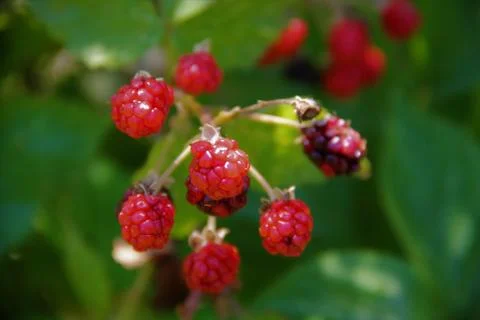 Wild Berries Stock Photos