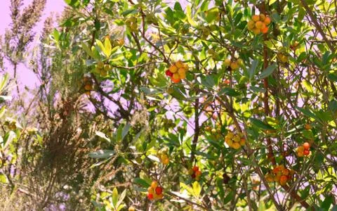 Wild berries Stock Photos