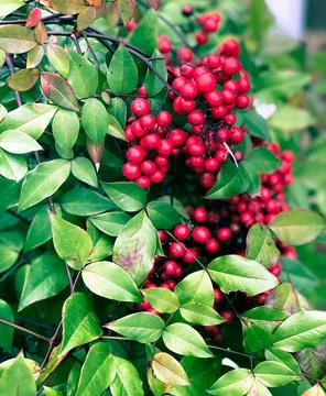 Wild Berries Stock Photos