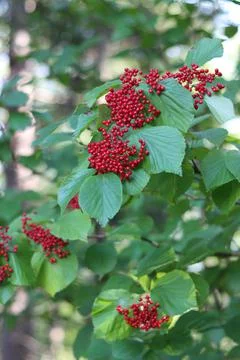 Wild berries Stock Photos
