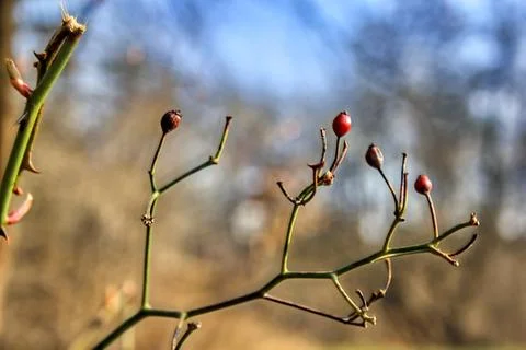 Wild berries Stock Photos