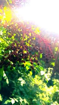 Wild berries Foto stock