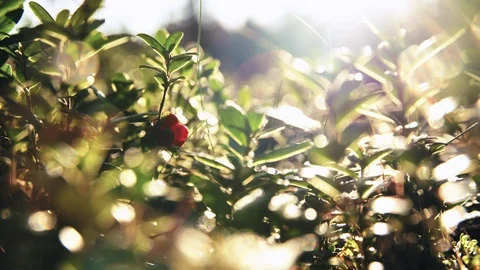 Wild Berry 4K Stock Footage 128760444