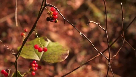 Wild berry Stock Footage 143617107