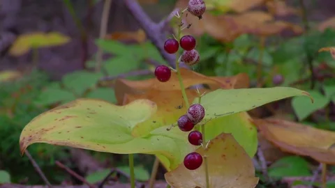 Wild berry, forest berry, forest fruit Stock Footage 76852620