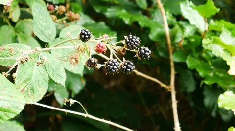 Wild Berry Fruit Stock Footage 54808135