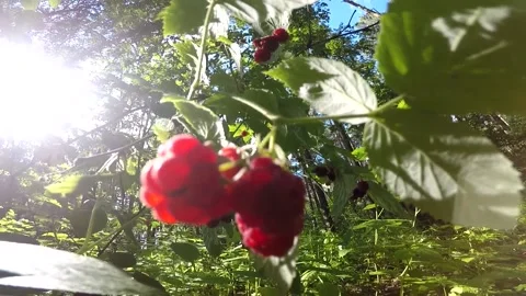 Wild berry raspberry, forest 스톡 동영상 134839231