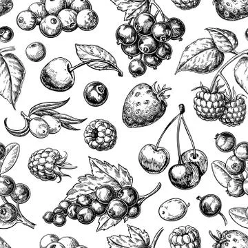 Wild berry seamless pattern drawing. Hand drawn vintage vector background. Stock Illustration
